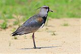 Southern Lapwing